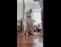 Dog self control fruit snack challenge wait