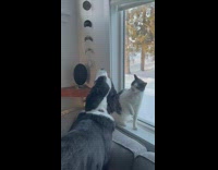 Dog playfighting with cat and dog bites neck gently