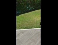 Collab KaleSaladIG - Guy releases lizard into wild chases friend