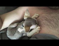 Sphynx kitten tries to nurse on shirtless guy