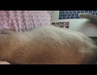 Pregnant brown cat stomach moves with babies 