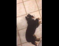 Collab KaleSaladIG - Black dog is camera shy and covers face