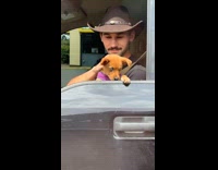 Cute brown dog chiweagle 