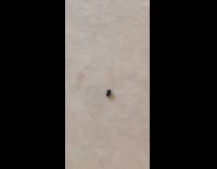 Guy beatbox while fly spin upside down