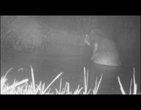 Beaver wash scrub self in water night