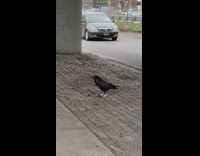 Crow seen eating a smaller white bird