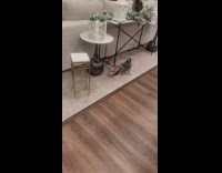 Dog bark at table then runs away