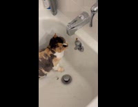 Cat only drink water from bathtub faucet