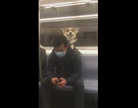 Dog riding the subway enjoying himself from a backpack
