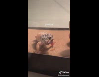 Collab BitchIG2 - Girl putting on black shirt her lizard pet staring