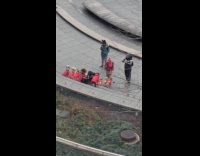 Dogs in Christmas costume line up photoshoot