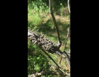 Hairy Gray Caterpillars on the branch moves with the helicopter sound