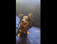 Dog born mom met my dad meme