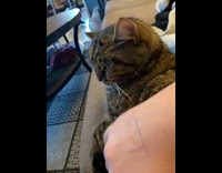 Cat rub on head lays on couch