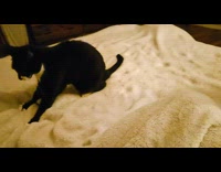 Two cats knead and purr on blanket