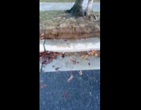 Ground uprooted by water underneath the sidewalk