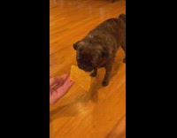 Dog drops cheese slice while eating it 