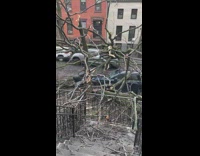 Big tree falls over cars and sidewalk 