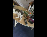 Grey and white cat laying on top of coffee table 