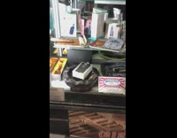 Mouse crawls inside glass shelf case at smoke shop