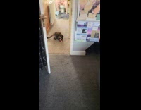 Cat loves to play with hair bobble