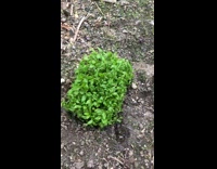 Plastic box grows plants underneath 