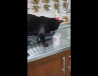 Cat uses paw to drink from cup