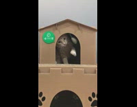 Brown kitten cat house green speech bubble