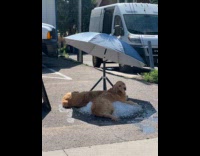 Golden retrievers cooling down on ice tubes