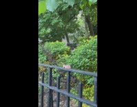 Dentures left on a fence railing at the park 
