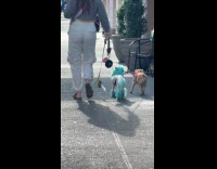 Two dyed dogs walk on the street