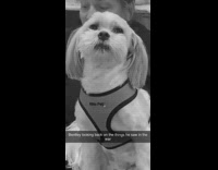 Dog stares in the distance