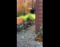 Black cat chasing butterfly 