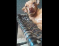 Woman caught dog sleeps with tongue out