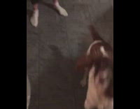 brown dog jumping for birthday cake and eating it