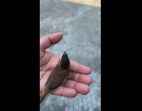 Bird stays on the palm of the filmer as it recovers from an accident