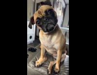 Dog stares at woman ask for attention