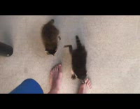 Guy get bitten on foot by baby racoon