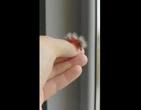 Person hold a newborn small baby bird