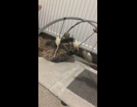 Cat plays with mobile 