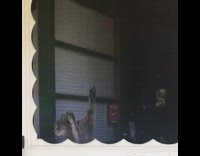 Cat Jumps Up and Sticks Onto Screen Door
