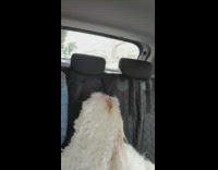 \White dog imitate woman howl inside car