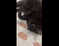 Collab PLC - Black cat smile lay on the bed