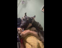 Dog use toothbrush to brush its teeth