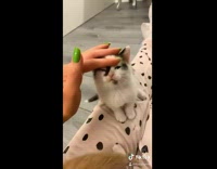 Collab BitchIG2 - My boo challenge cat kitten head scratch