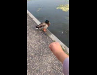 Lady Asks Duck Question then Quacks Silently