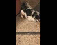 black dog scratching itself against carpet 