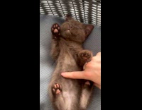 Collab PLC - Girl rub belly of kitten lay on back