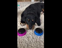 Dog presses no button when asked about sister