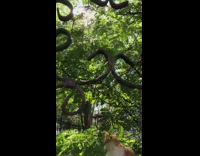 Cat sits on grass under tree